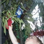 A young boy reaching up to a decoration on a Christmas gum tree