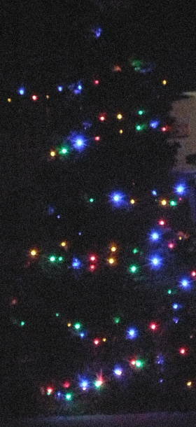 Christmas lights on a garden tree in Melbourne