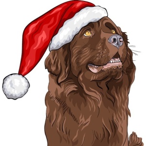 Dog in a Santa hat