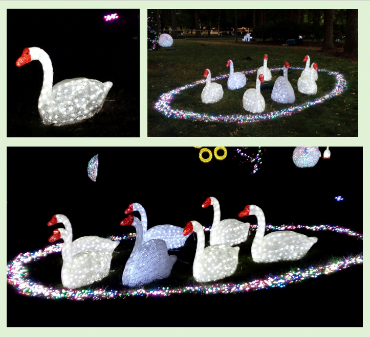 Christmas light swans swimming
