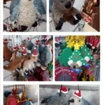 Aussie Christmas animals - in April! The shop display of Aussie Christmas animal ornaments