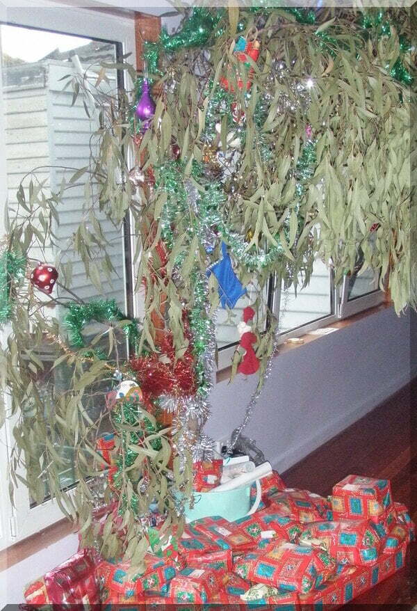 Gum tree indoors decorated for CHristmas with a pile or red presents underneath