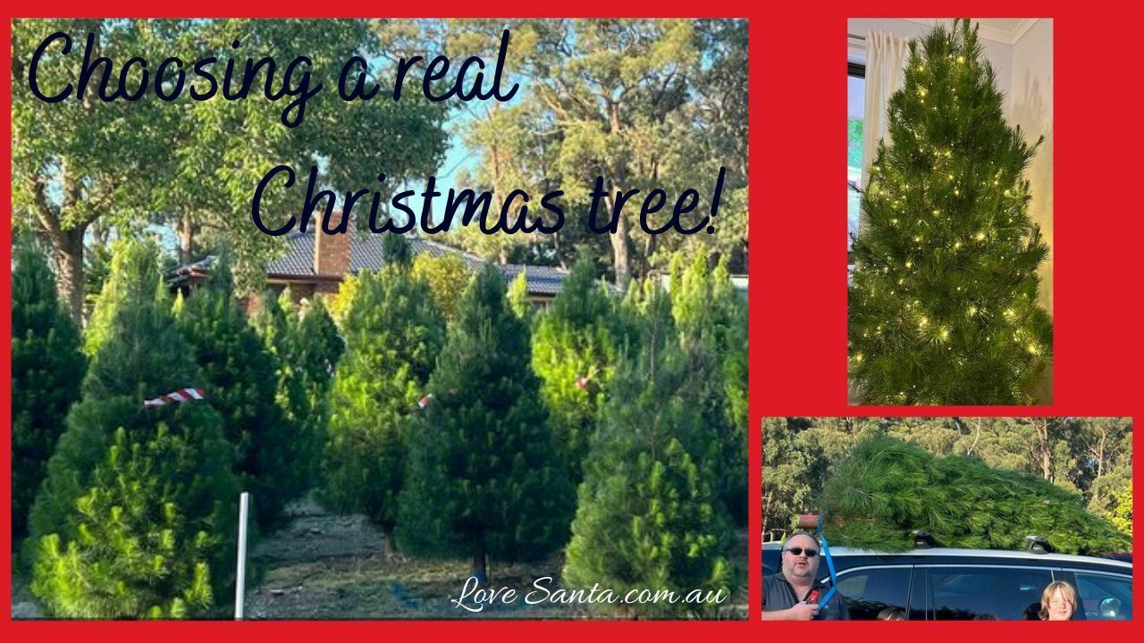Choosing a real Christmas tree Love Santa