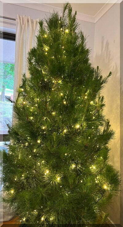 A real Christmas tree festooned with white lights in the corner of a room
