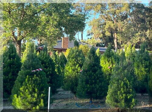 Rows of Christmas trees in front of a house in the Aussie bush at a Victorian Christmas tree farm