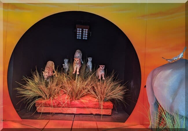 Myer_windows_2024_australia_zoo_rhinos_cats_650x451 | love santa GOlden cats running across the plains of Australia Zoo in the Myer Christmas windows 2024
